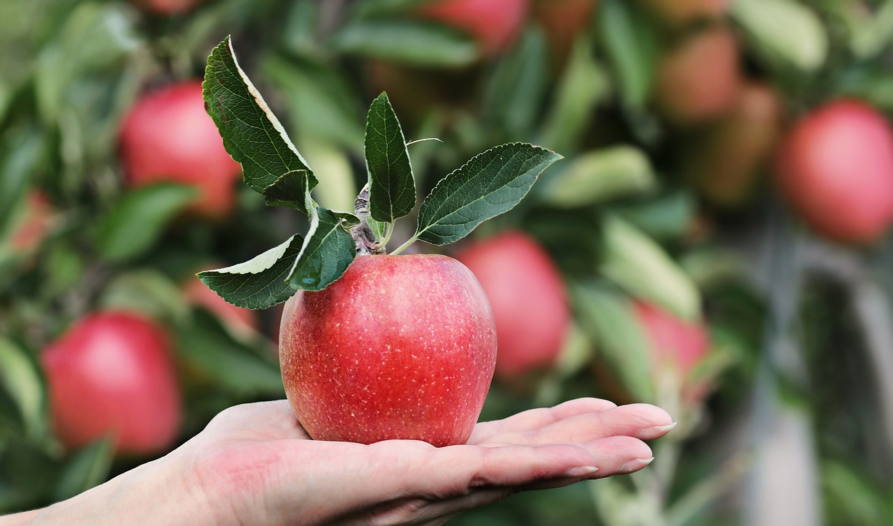 Apfel, Foto Pixabay