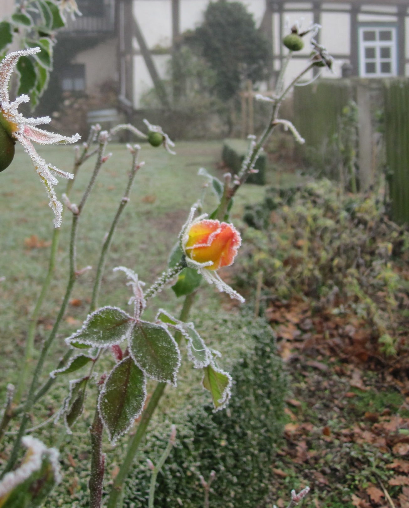 Rose im Frost